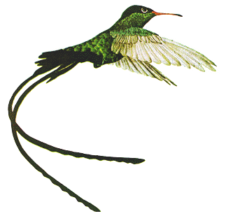 JamaicaDoctorBird