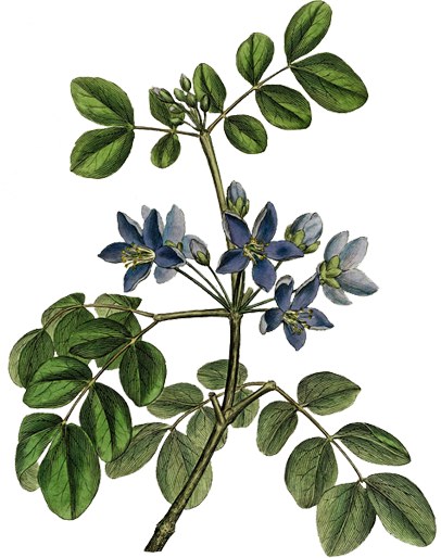 LignumVitae