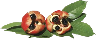 ackee2